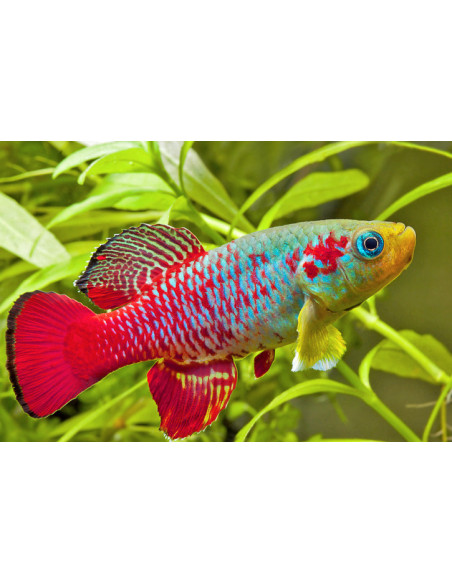 KILLI RED TAIL, 2.5 - 3.5 CM