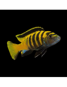 CICLÍDEO ZEBRA GOLD, 3 - 4 CM