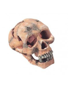 Decoração Poliresina - Skull Ape - L