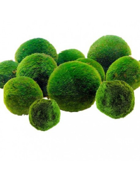 1 BOLA DE Musgo vivo en Bolas terrario, paludario, orquidea, carnivora,  kokedama EUR 3,99 - PicClick IT