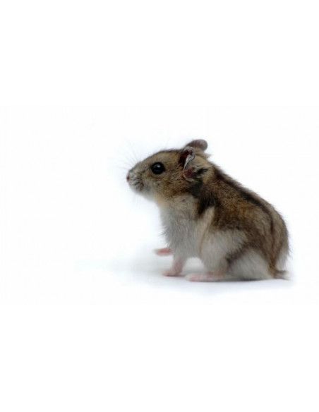 HAMSTER ANÃO