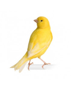CANÁRIO