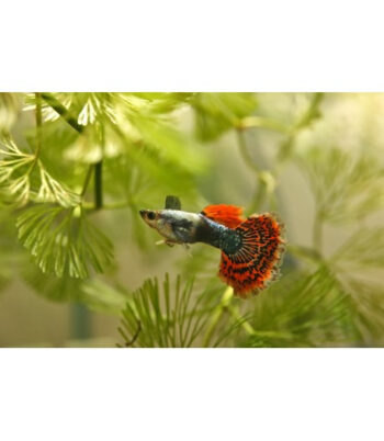 GUPPY MACHO SORTIDO, 3 - 4 CM