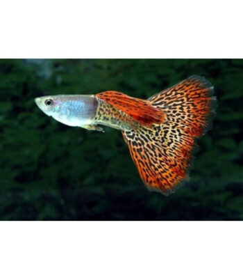 GUPPY MACHO SORTIDO, 3 - 4 CM