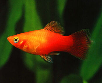 PLATY SORTIDO, 3.5 - 4 CM