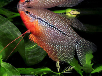 GOURAMI PÉROLA