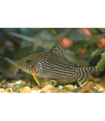 CORYDORA STERBAI, 3 - 3.5 CM