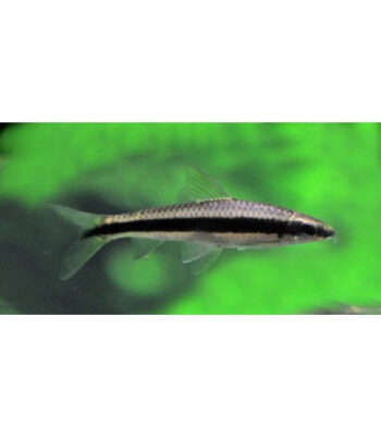 COMEDOR DE ALGAS SIAMÊS, 3.5 CM