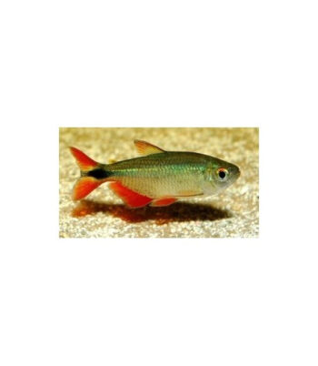 TETRA BUENOS AIRES, 3 - 3.5 CM
