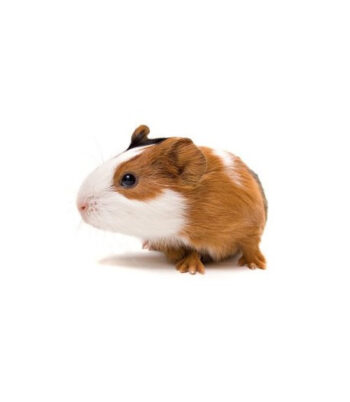 PORQUINHO DA ÍNDIA PÊLO CURTO