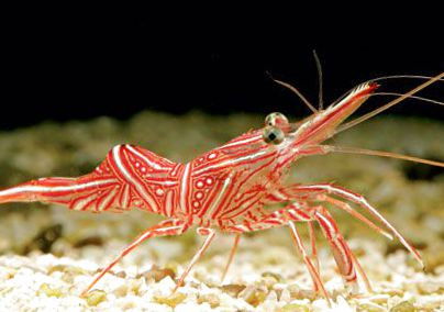 Camarão Camelo (Rhynchocinetes durbanensis), 2 - 3 CM