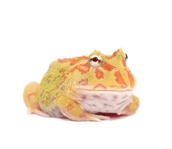 SAPO PACMAN 'Albino'