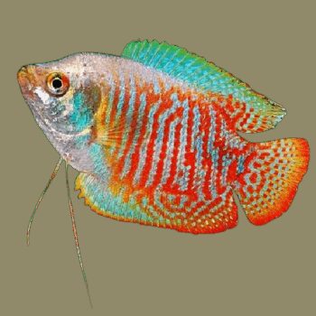 COLISA MACHO LALIA, 4 - 5 CM