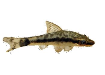OTO