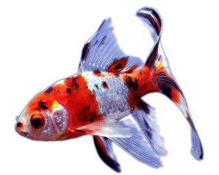 SHUBUNKIN, 15 - 18 CM