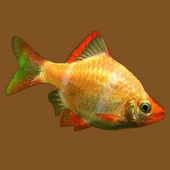 BARBO TIGRE 'ALBINO', 2.5 - 3 CM