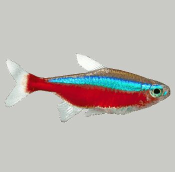 TETRA CARDINAL, 2 - 2.5 CM