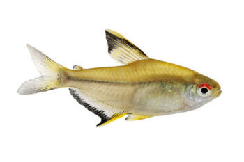 TETRA LIMÃO, 2 - 2.5 CM