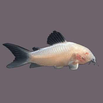 CORYDORA ALBINA, 3 CM