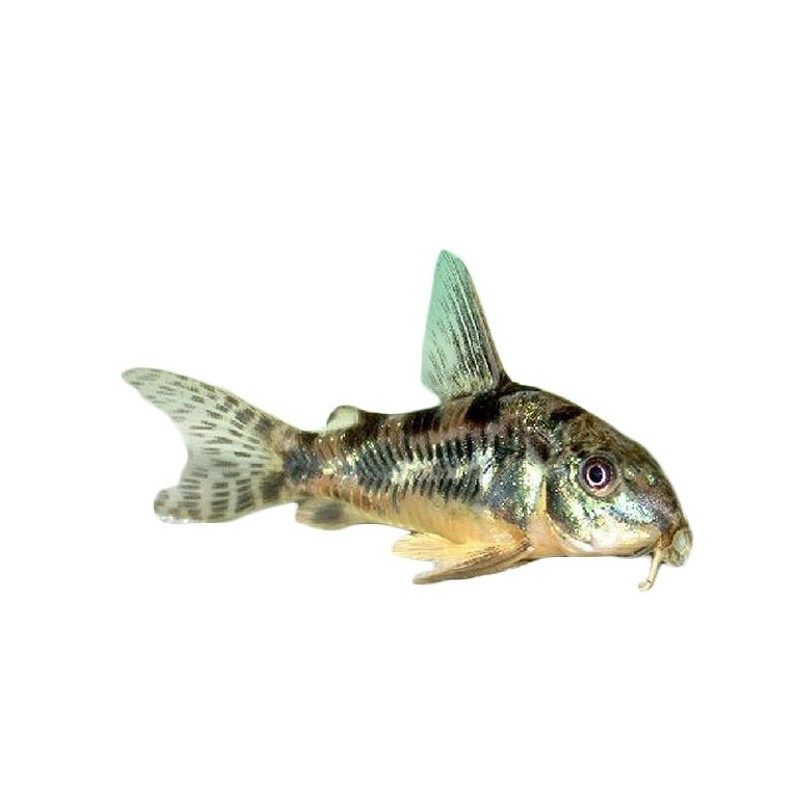 CORYDORA PIMENTA, 2 - 2.5 CM