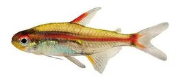 TETRA NÉON ROSA, 2.5 - 3 CM