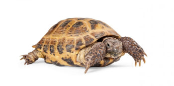 TARTARUGA RUSSA 'SUB-ADULTA'