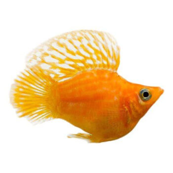 MOLLY BALÃO SORTIDO, 2 - 3 CM