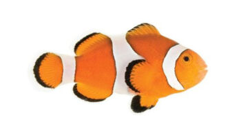 PEIXE PALHAÇO, 3 - 5 CM