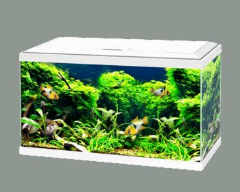 AQUA 60 C/FILTRO BIOLÓGICO & ILUMINAÇÃO LED BRANCO