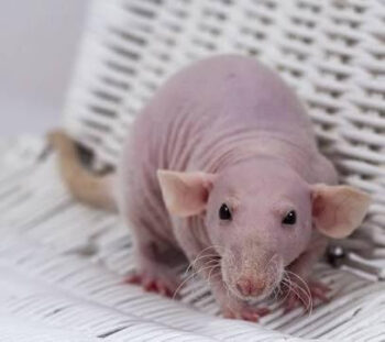 RATAZANA SEM PÊLO BÉBÉ