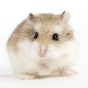 HAMSTER ROBOROVSKI