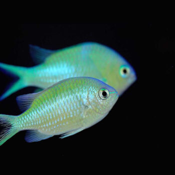 DONZELA VERDE, 3 - 4 CM