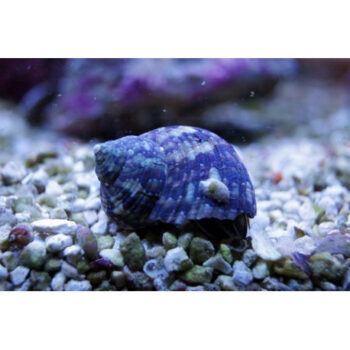CARACOL TURBO ANÃO, 2 - 3 CM