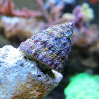 CARACOL TURBO PIRAMIDAL, 3 CM