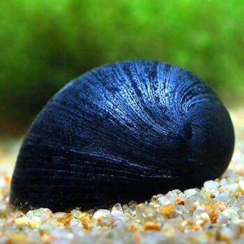 CARACOL CAPACETE MILITAR, 2 CM