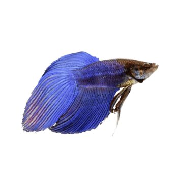 BETTA MACHO DE VÉU, XL