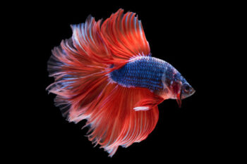 BETTA MACHO HALFMOON