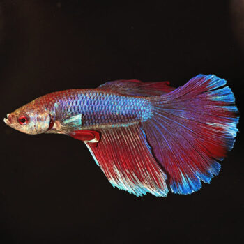 BETTA MACHO SUPER DELTA