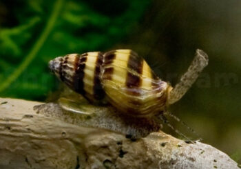 CARACOL ASSASSINO, 2 CM