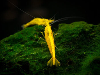 CAMARÃO NEOCARIDINA 'YELLOW FIRE'