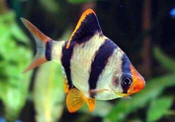 BARBO SUMATRA TIGRE 2.5 - 3 CM
