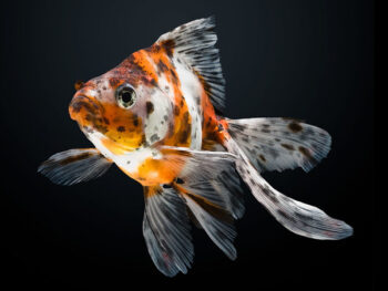 RYUKIN SORTIDO, 5 - 6 CM