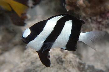 DONZELA DE CAUDA BRANCA, 3 - 4 CM