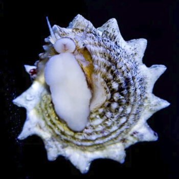 CARACOL ESTRELA, 3 - 4 CM