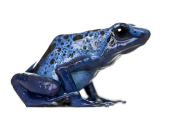 DENDROBATES AZUREUS