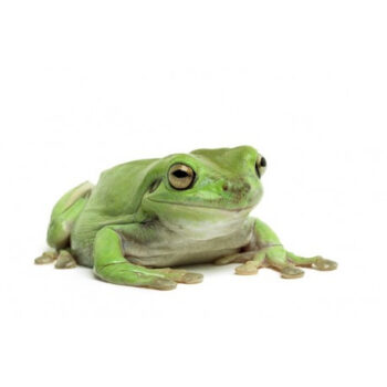 RÃ ARBORÍCOLA DE WHITE