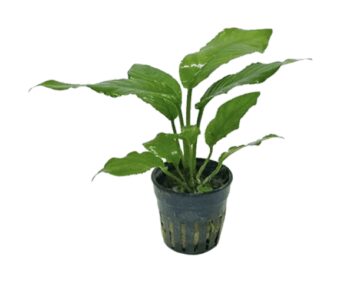 ANUBIAS HETEROPHYLLA