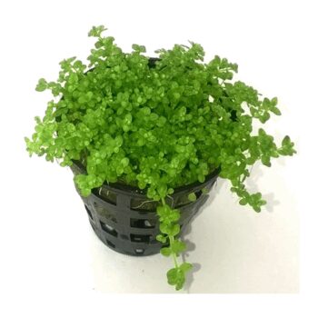 HEMIANTHUS CALLITRICHOIDES