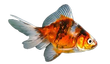 FANTAIL SORTIDO, 11 - 13 CM