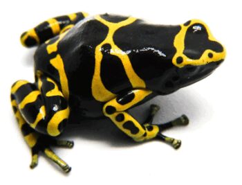 DENDROBATES LEUCOMELAS